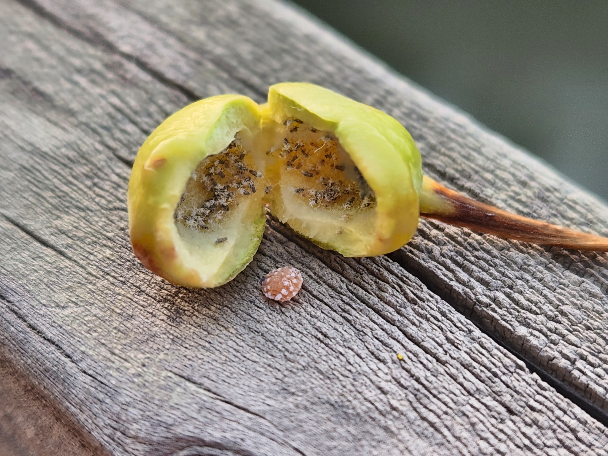 An opened cottonwood petiole gall revealing aphids inside